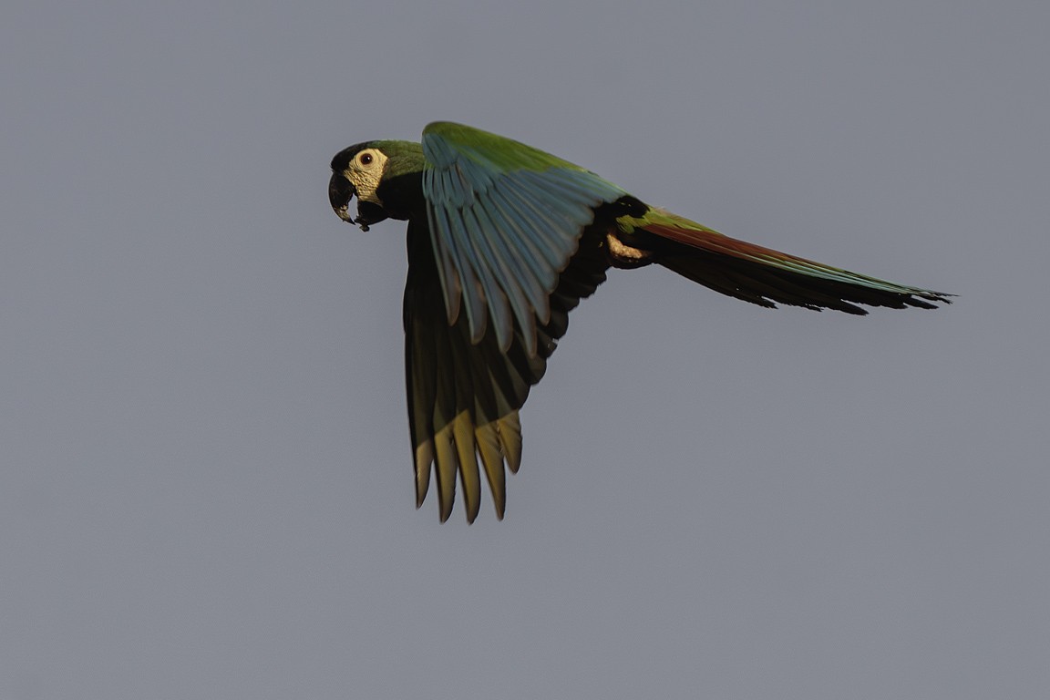 Yellow-collared Macaw - ML639624927