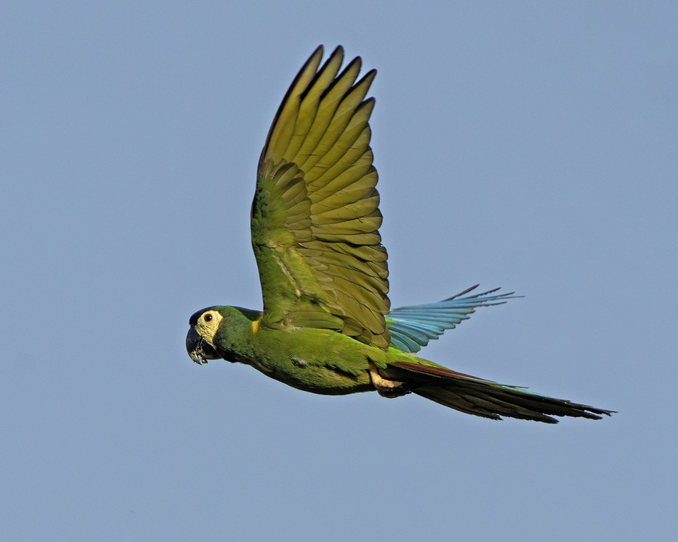 Yellow-collared Macaw - ML639624930
