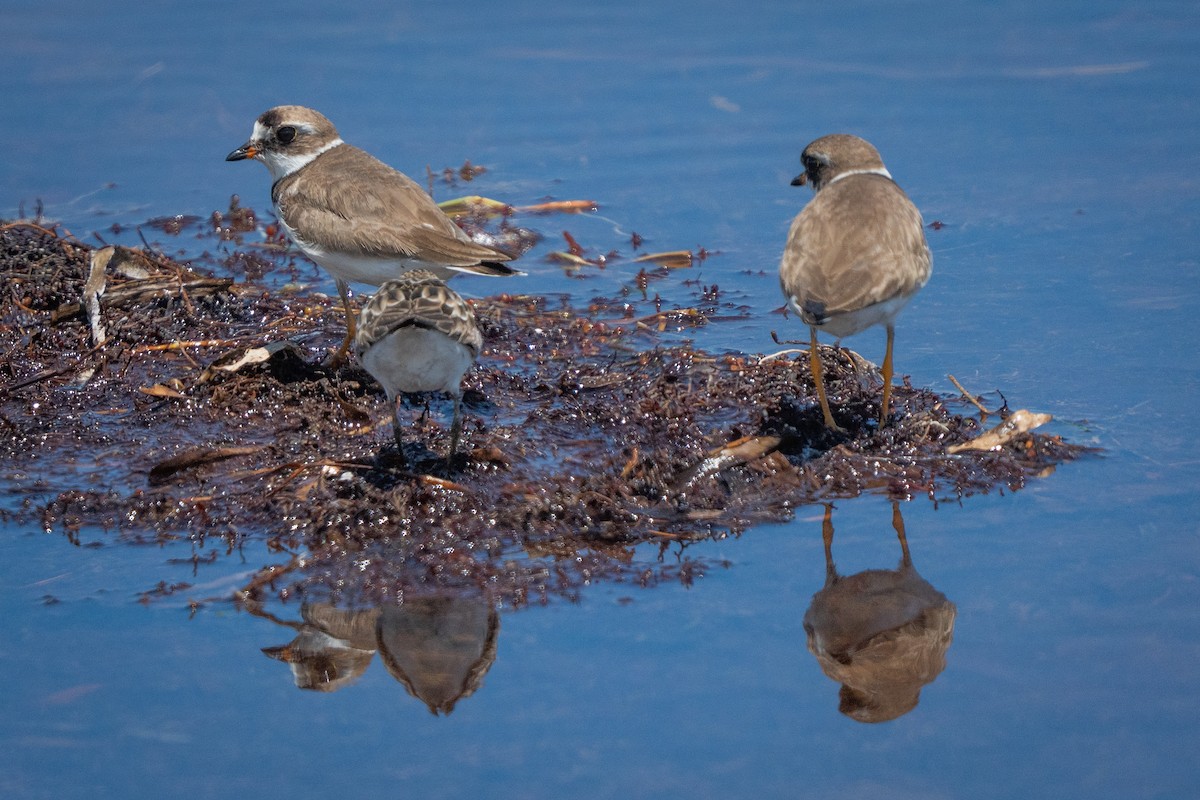 Semipalmated Plover - ML639624931