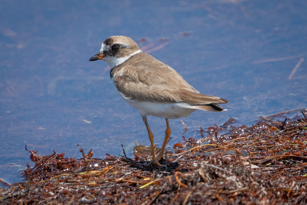 Semipalmated Plover - ML639624933