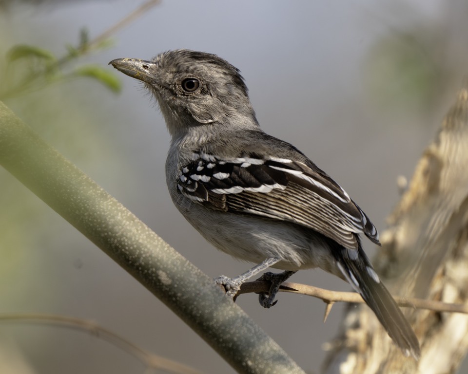 Bolivian Slaty-Antshrike - ML639624935