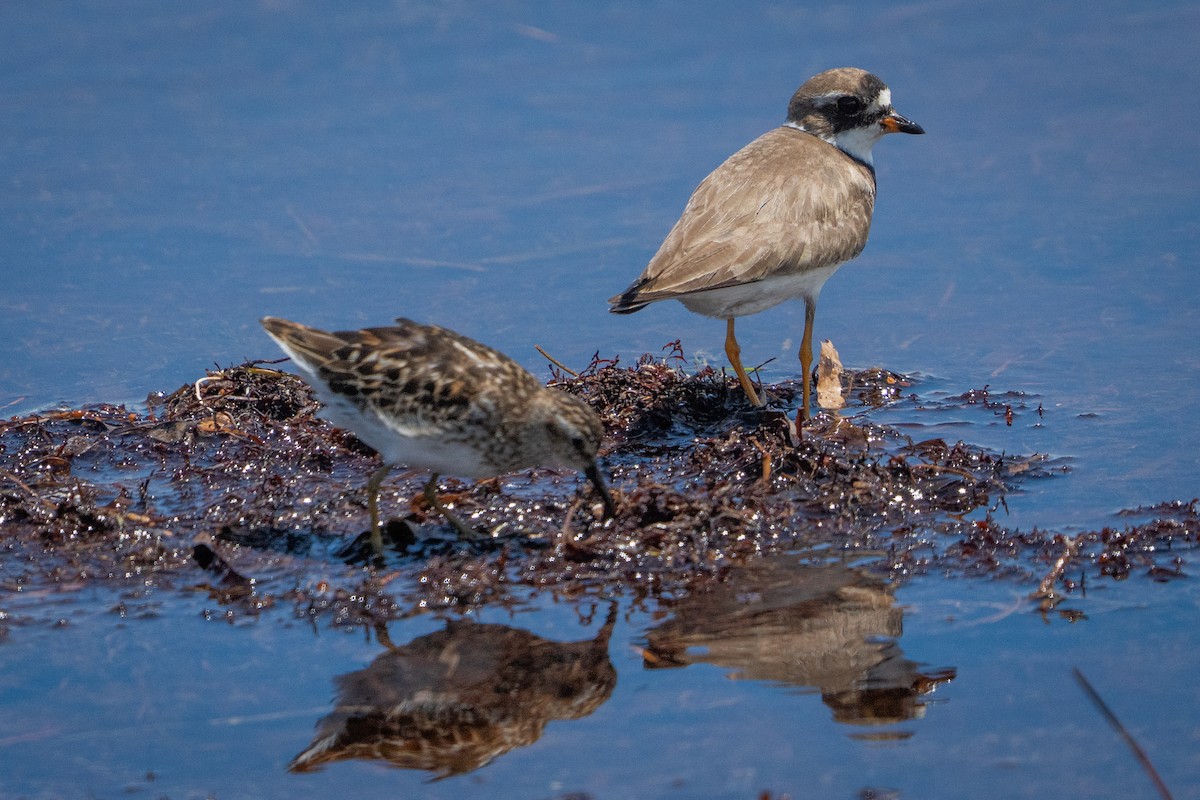 Semipalmated Plover - ML639624937