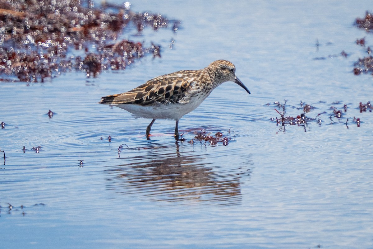 Least Sandpiper - ML639624953