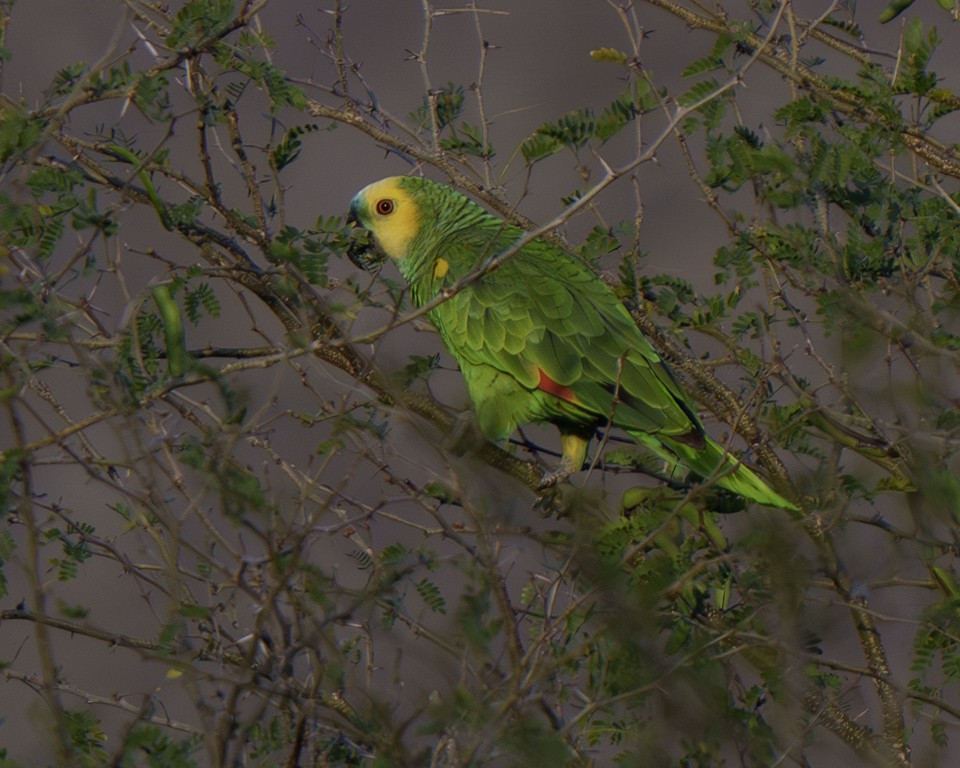 amazoňan modročelý - ML639624967