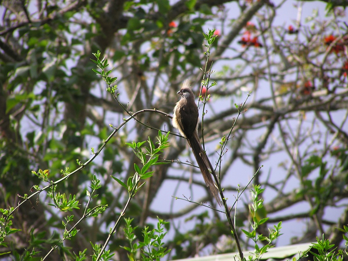 Speckled Mousebird - ML639624987