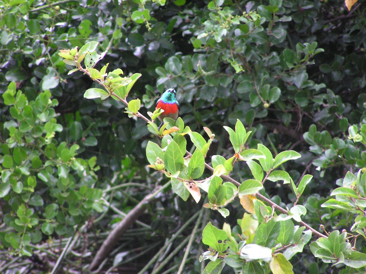 Northern Double-collared Sunbird - ML639625018