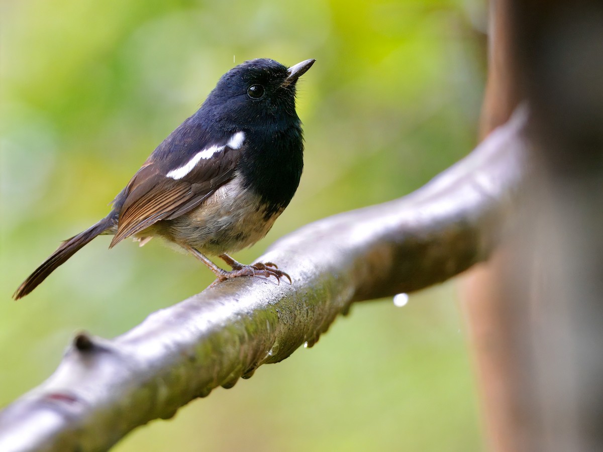Madagascar Magpie-Robin - ML639625065