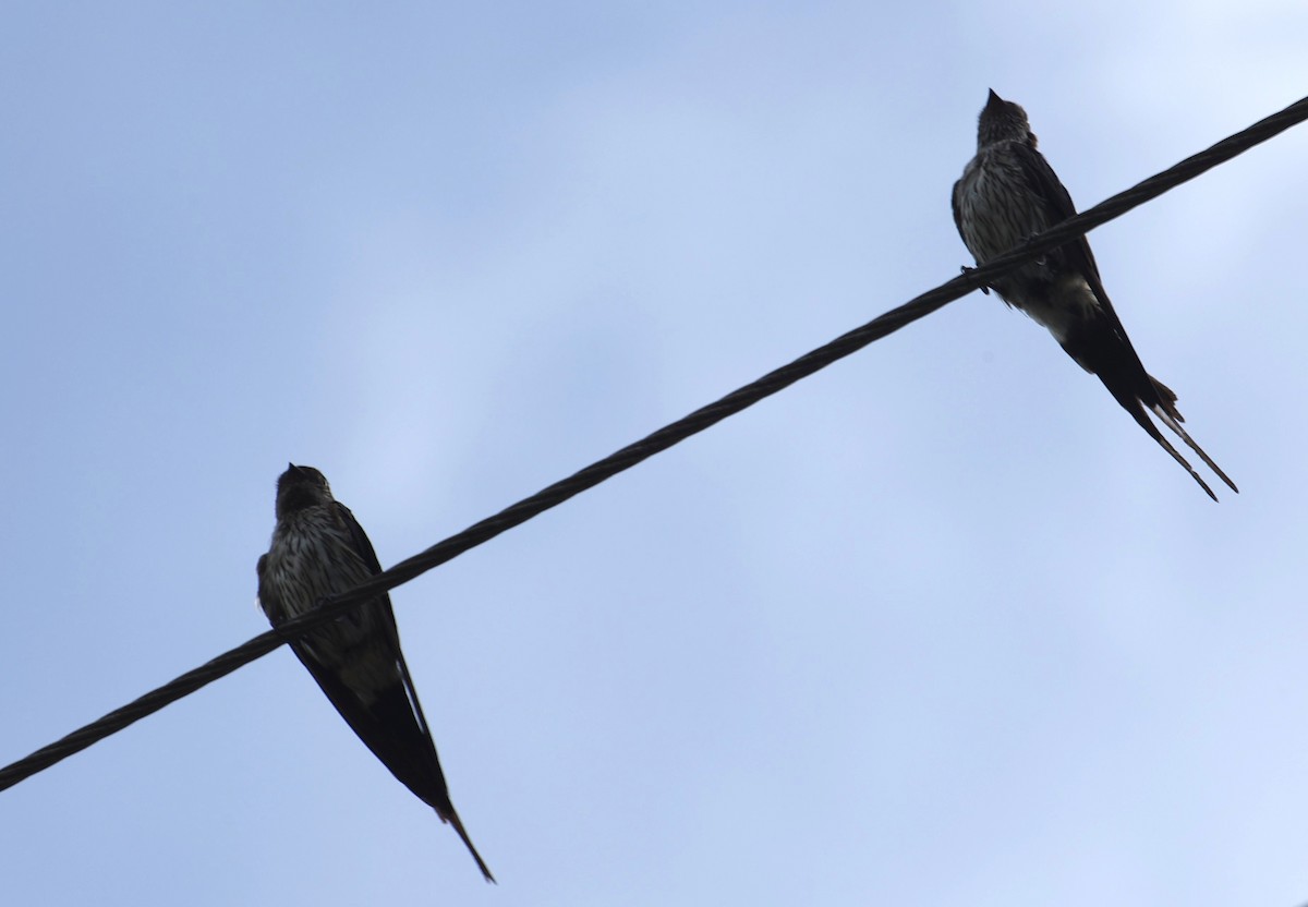 Eastern Red-rumped Swallow - ML639625101