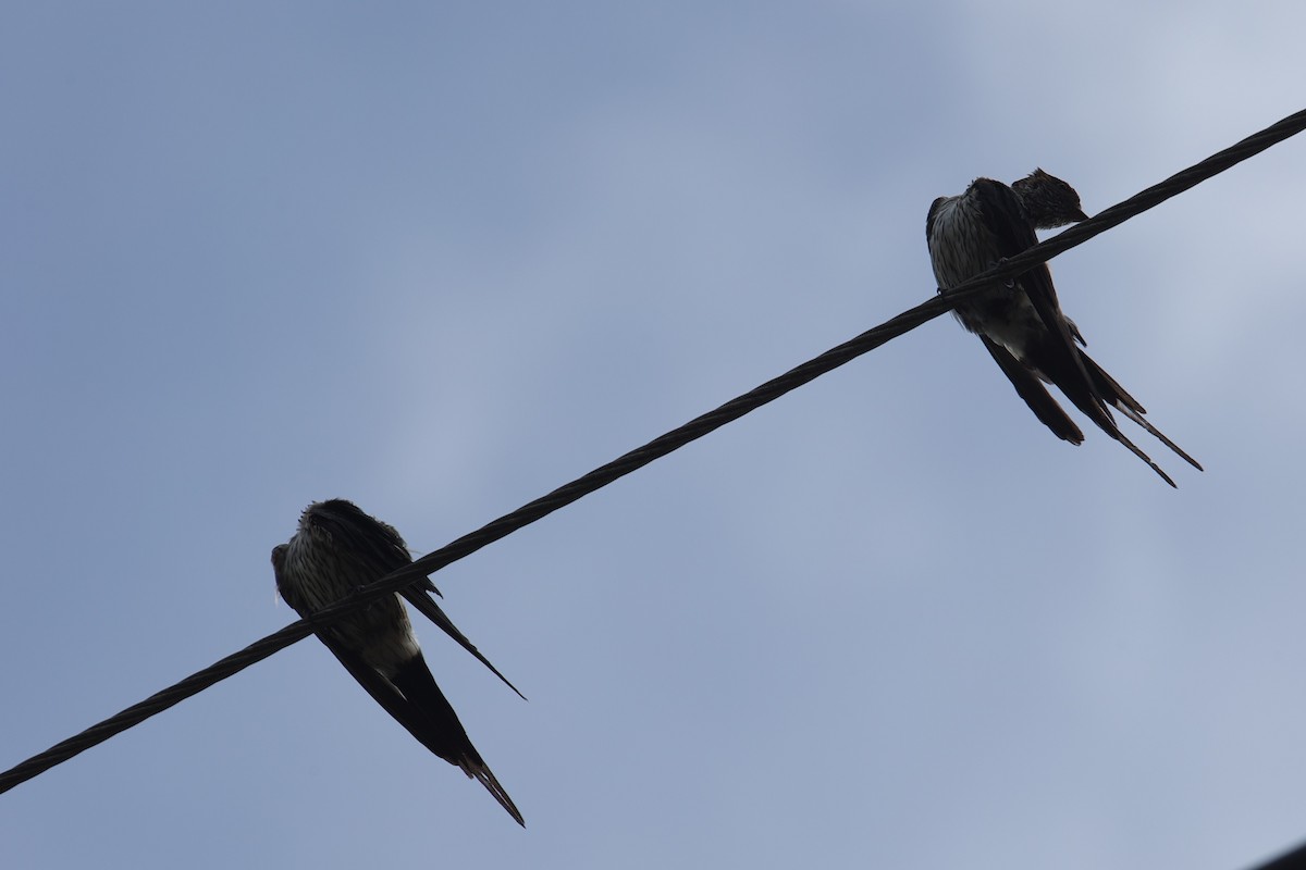 Eastern Red-rumped Swallow - ML639625120