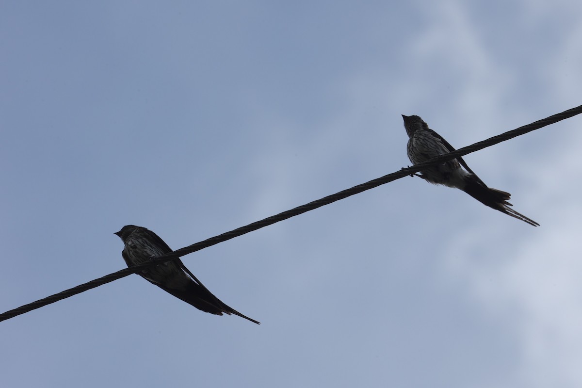 Eastern Red-rumped Swallow - ML639625144