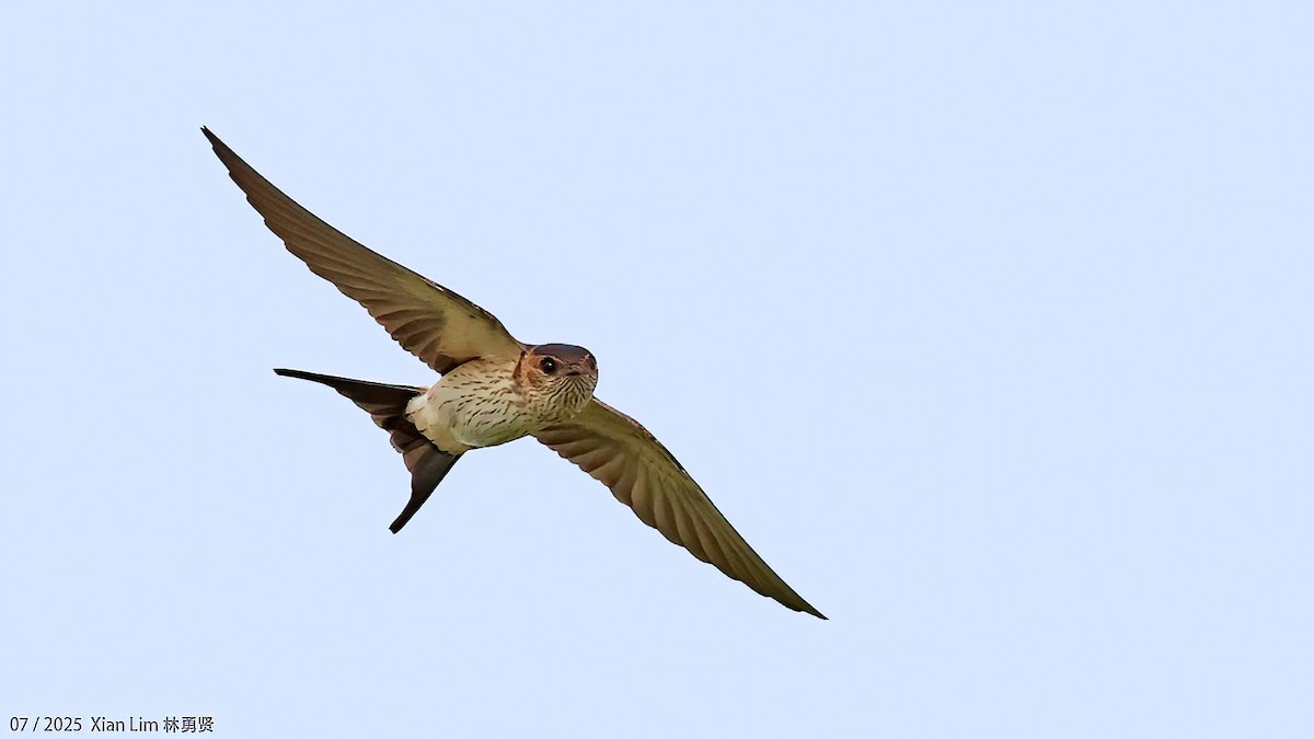 Eastern Red-rumped Swallow - ML639625152