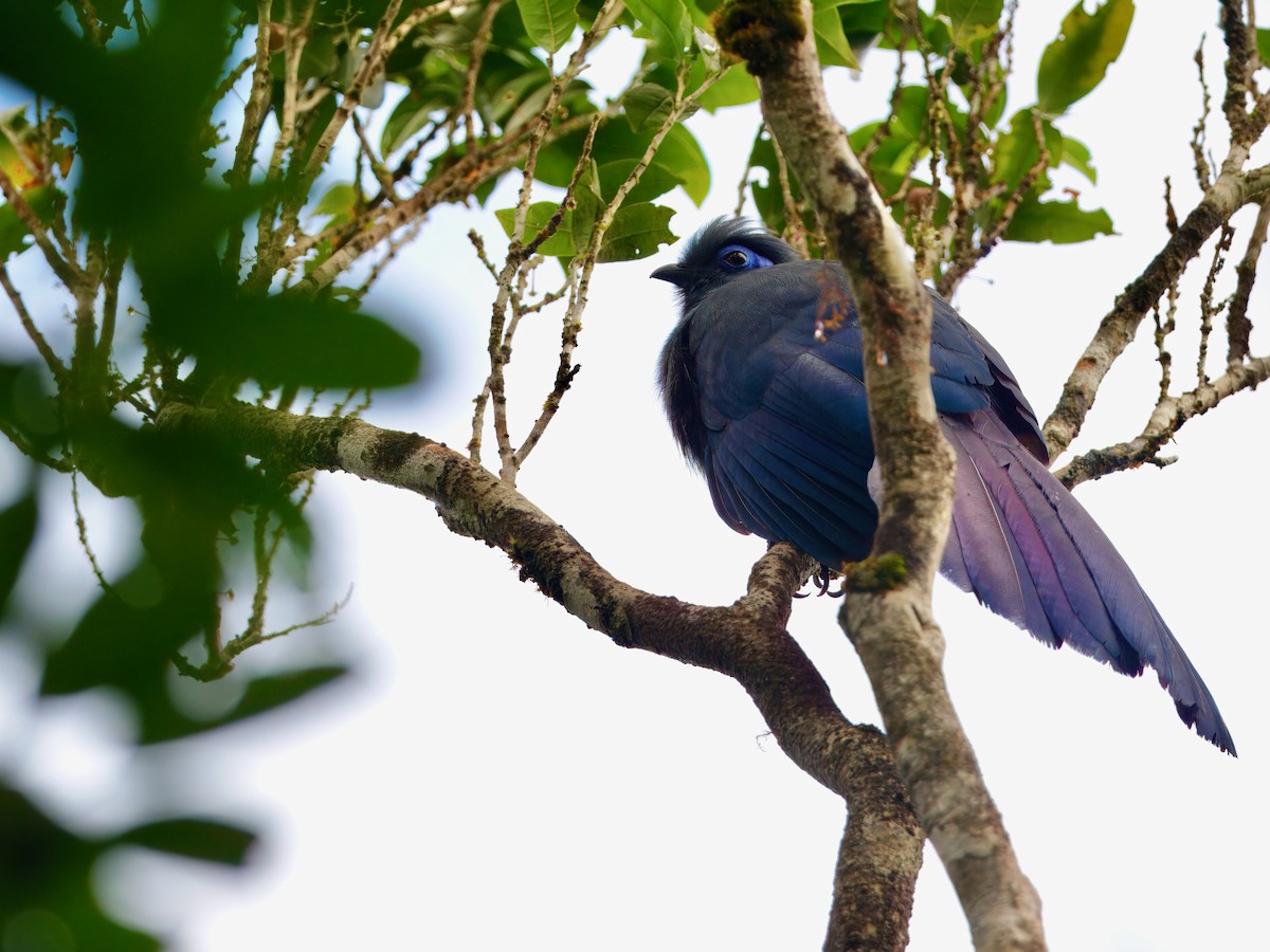 Blue Coua - ML639625156