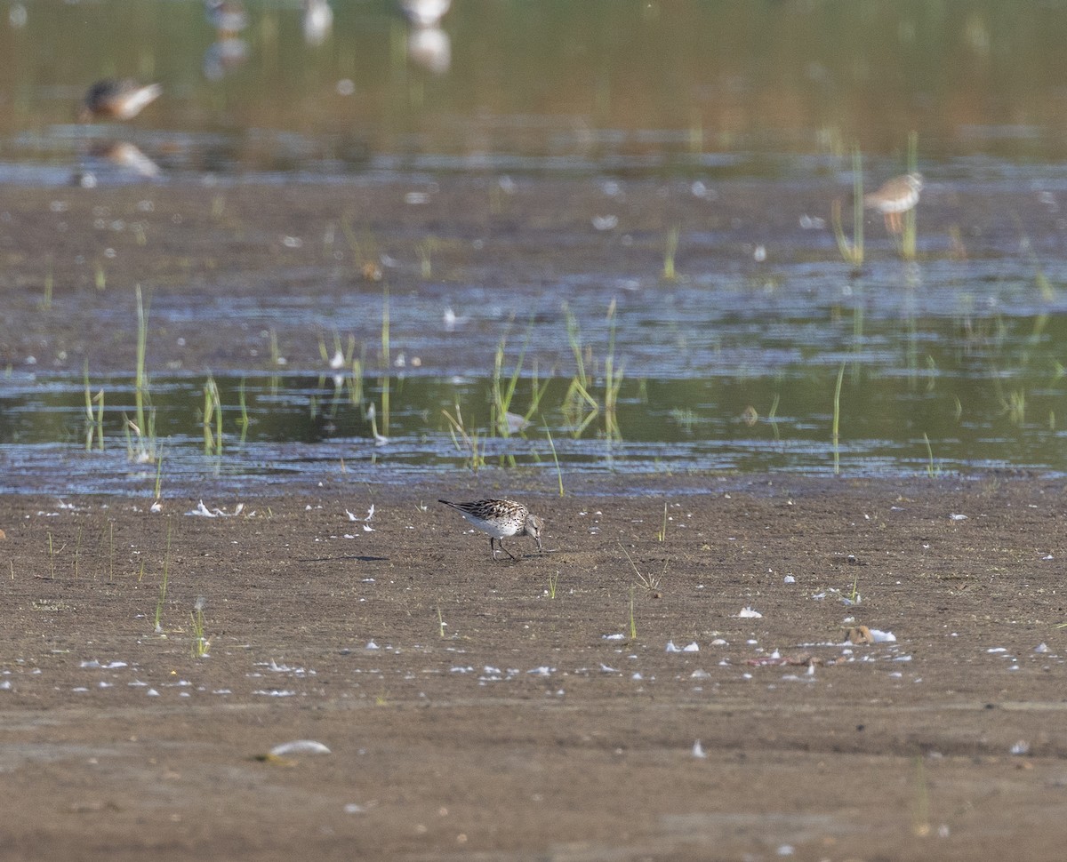 White-rumped Sandpiper - ML639625184