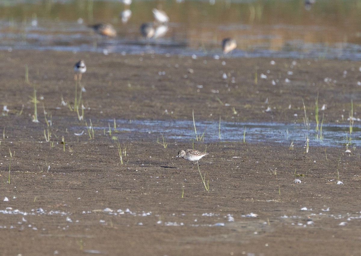 White-rumped Sandpiper - ML639625187