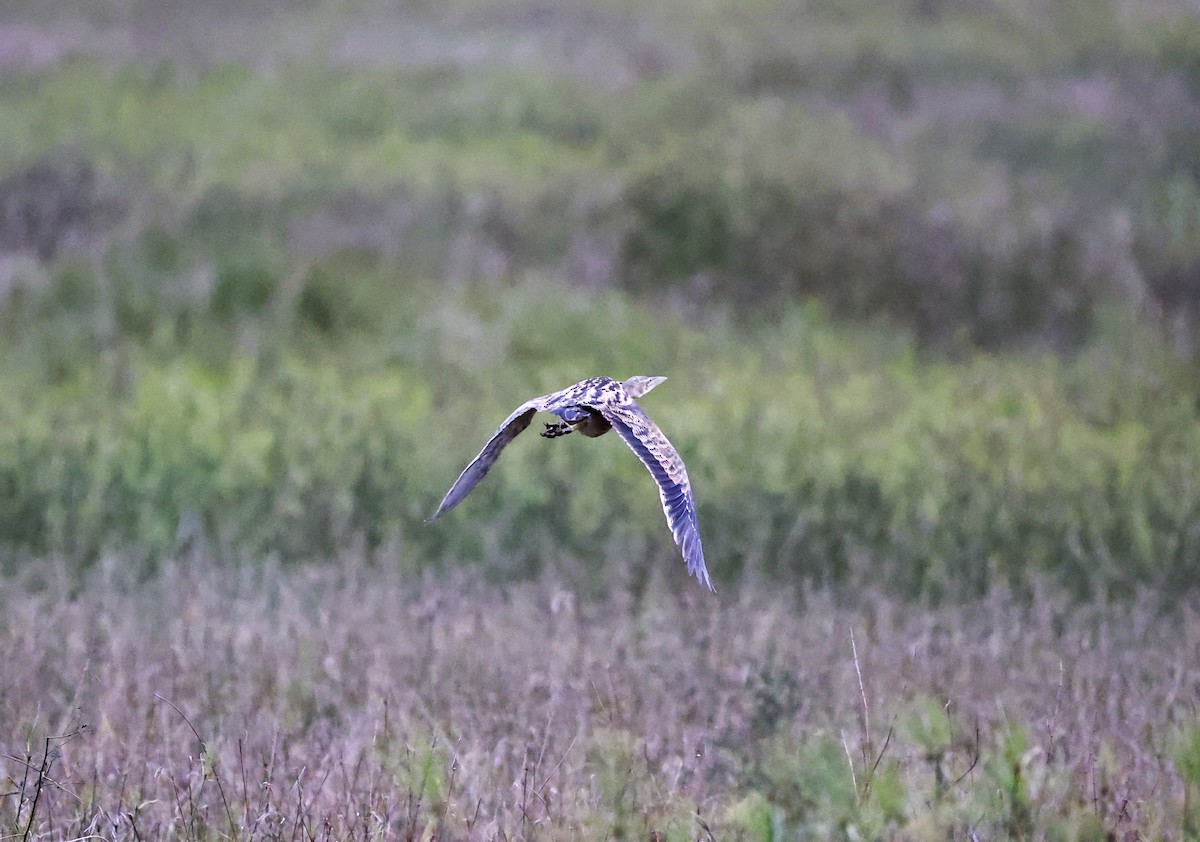 Pinnated Bittern - ML639625217