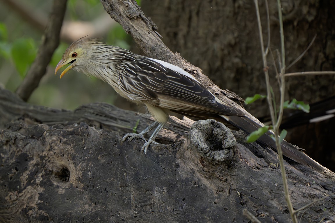 guira chocholatá - ML639625265