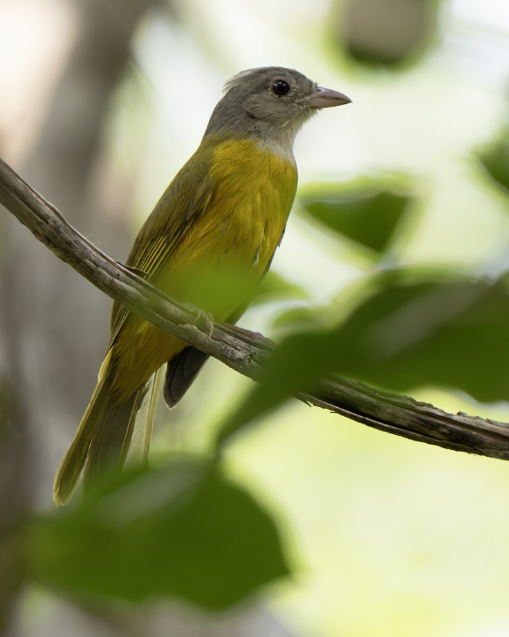 Gray-headed Tanager - ML639625293