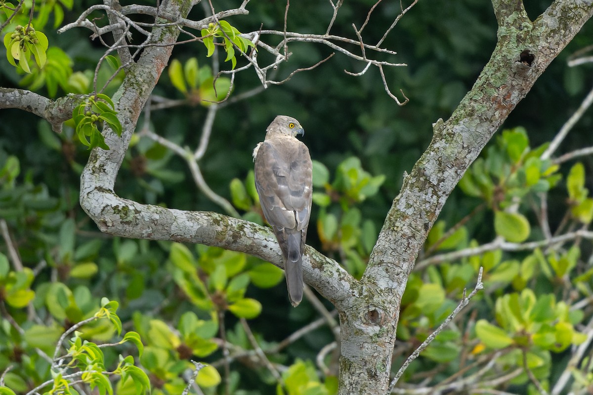 Shikra - ML639625300