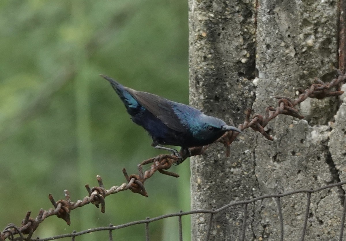 Purple Sunbird - ML639625318