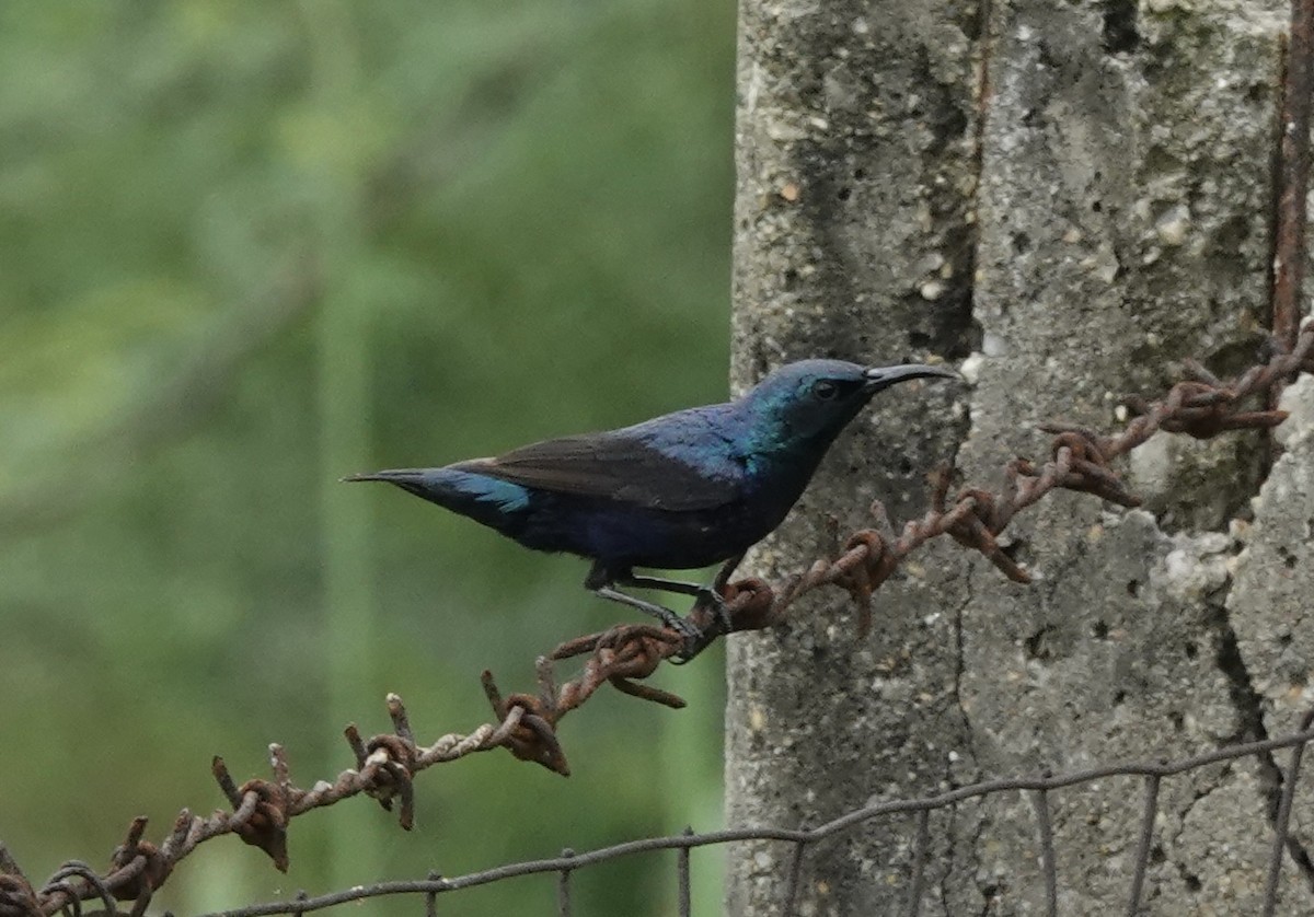 Purple Sunbird - ML639625319