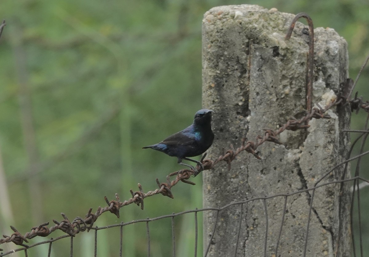 Purple Sunbird - ML639625320
