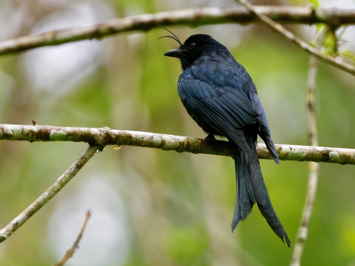 Crested Drongo - ML639625321