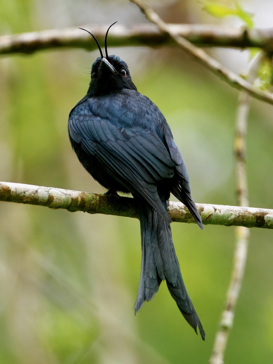 Crested Drongo - ML639625322