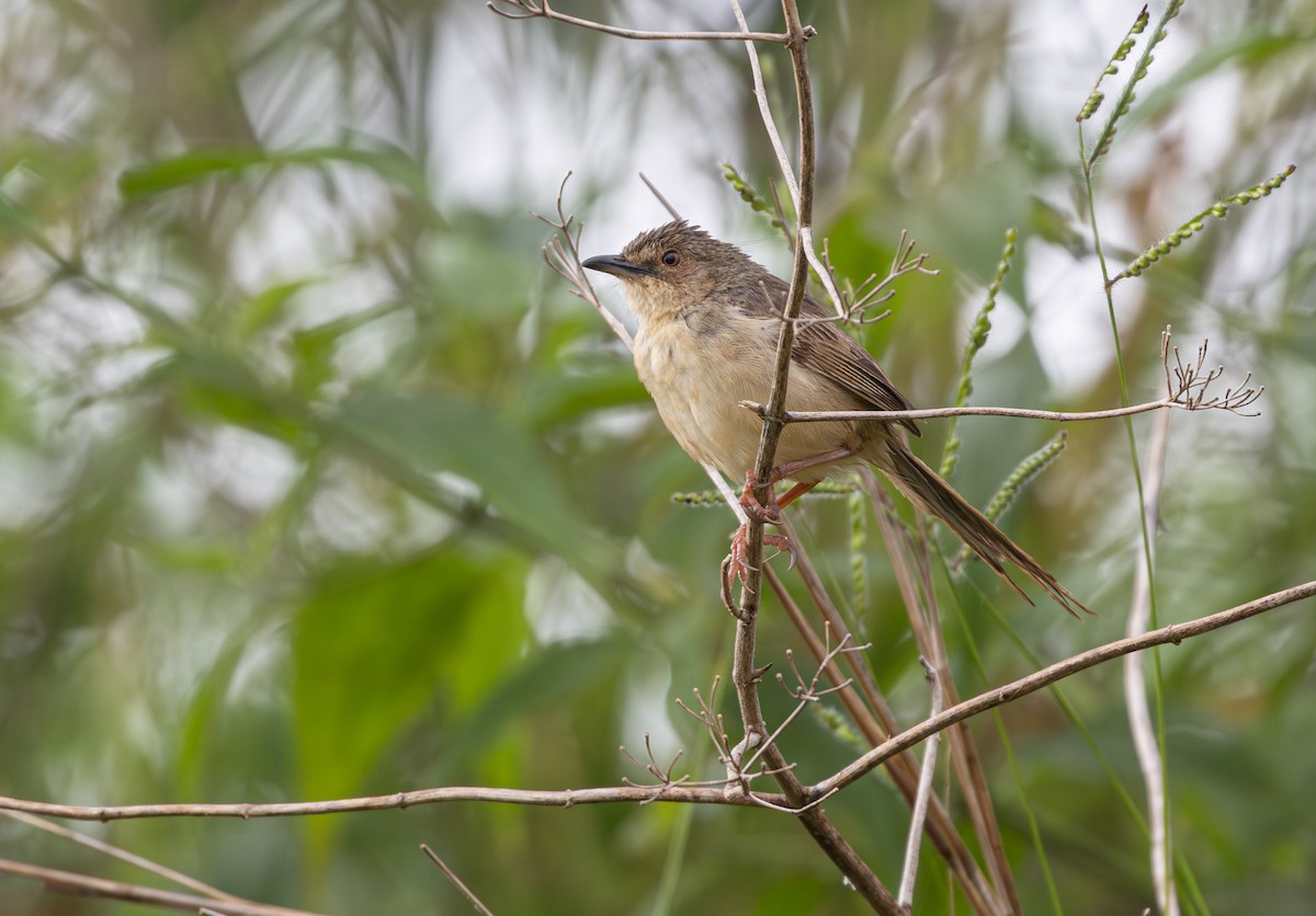 Annam Prinia - ML639625326