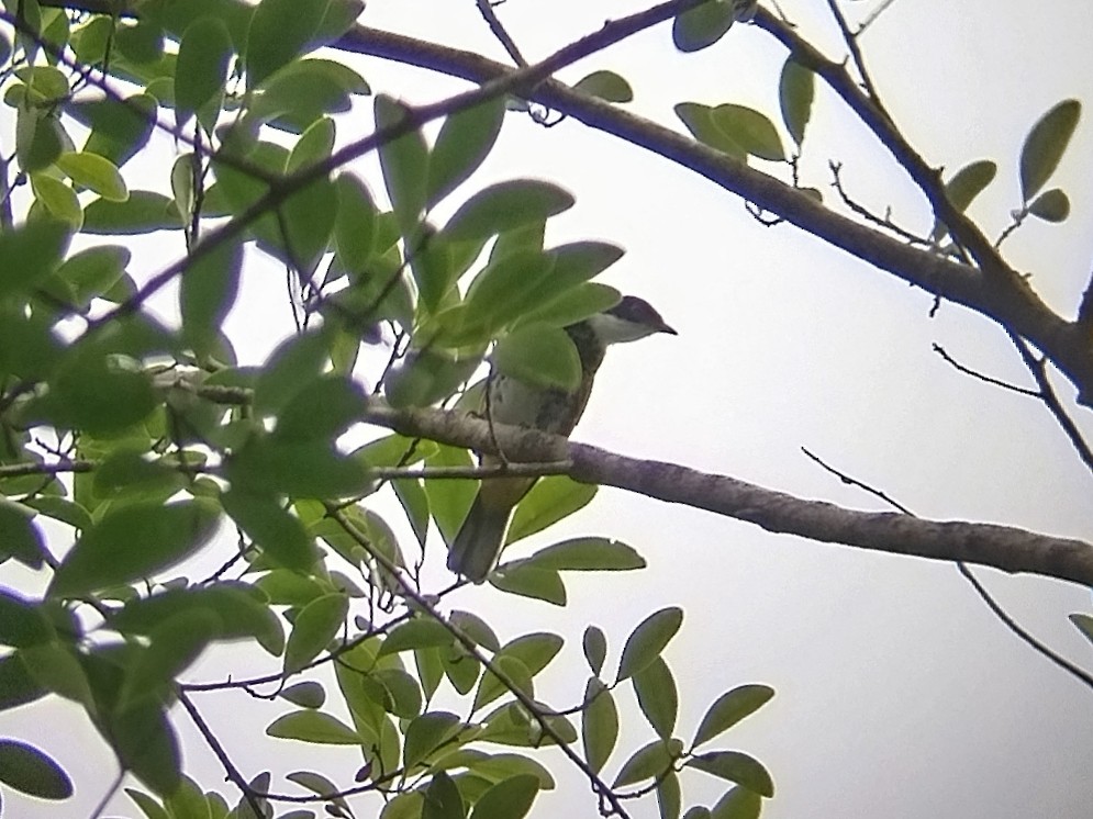 Scaly-breasted Bulbul - ML639625346
