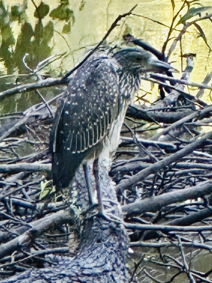 Yellow-crowned Night Heron - ML639625374