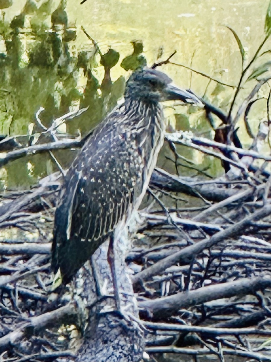 Yellow-crowned Night Heron - ML639625375