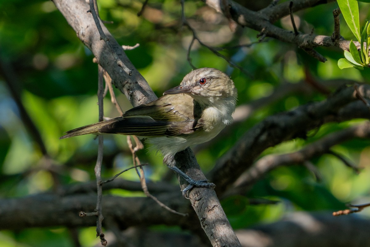 Black-whiskered Vireo - ML639625394