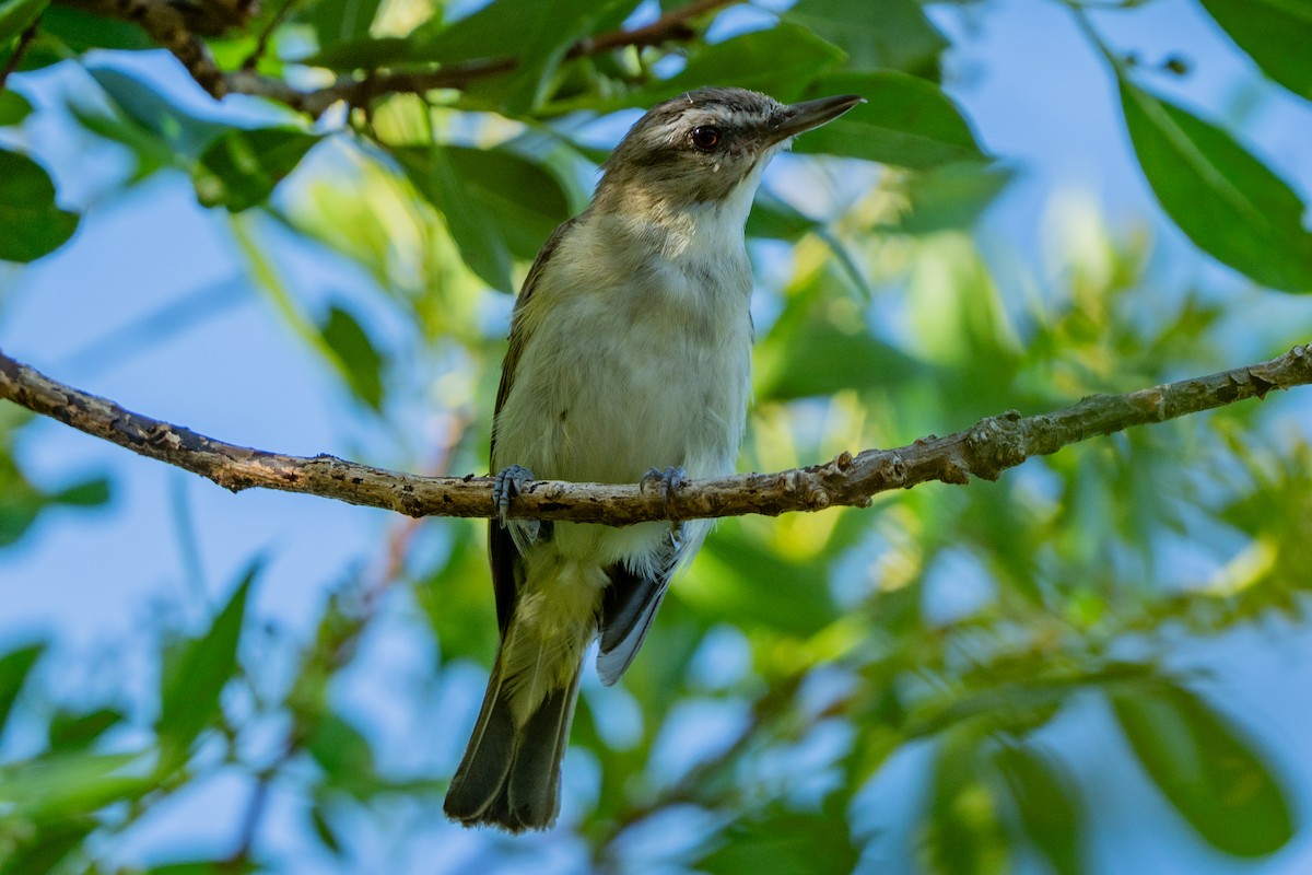 Black-whiskered Vireo - ML639625397