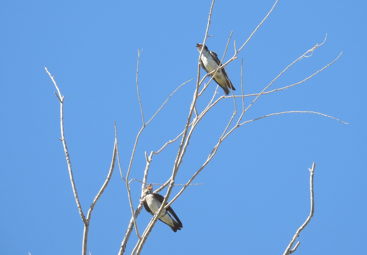 Tree Swallow - ML639625398