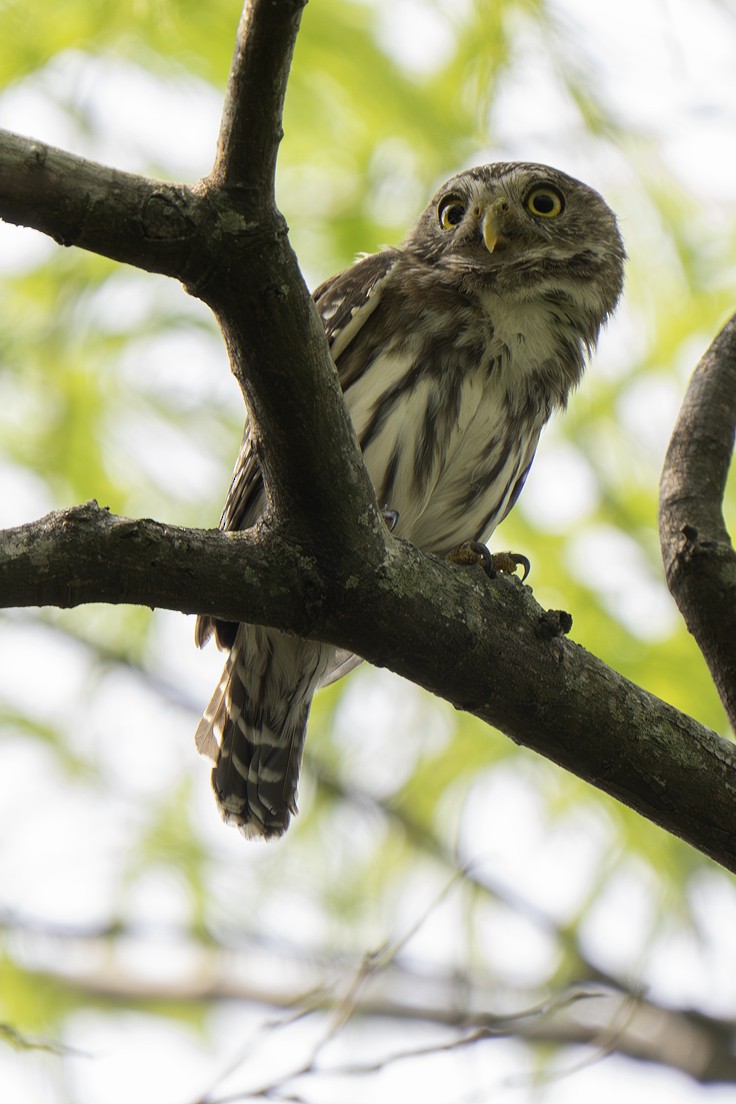 kulíšek brazilský - ML639625400