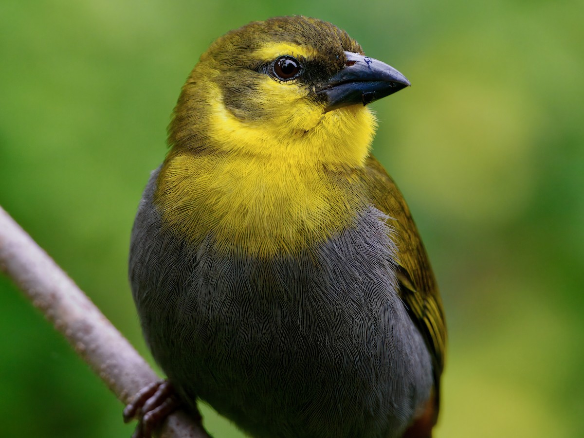 Nelikurvi Dokumacısı - ML639625413