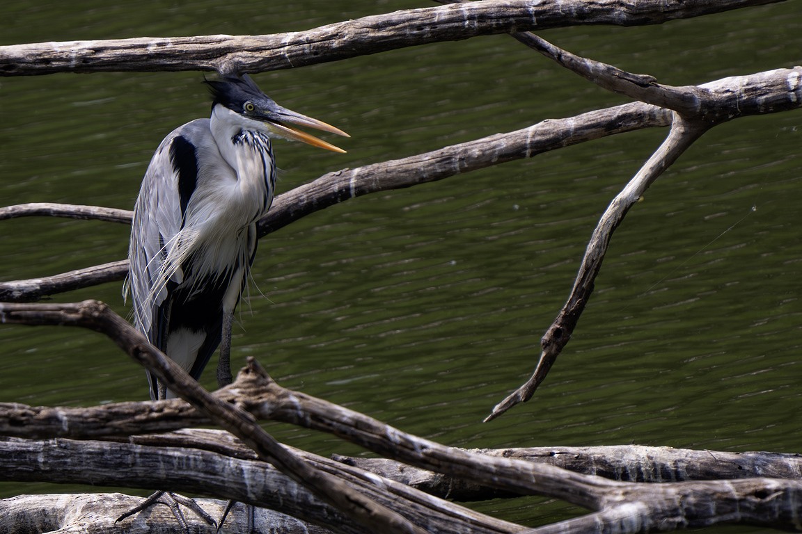 volavka jihoamerická - ML639625415