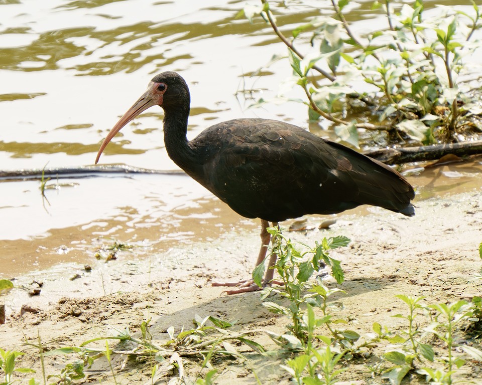 ibis tmavý - ML639625428