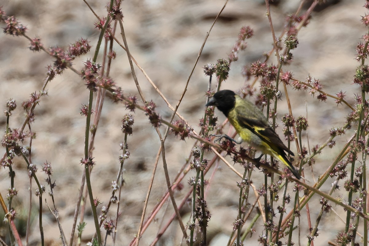 Thick-billed Siskin - ML639625439
