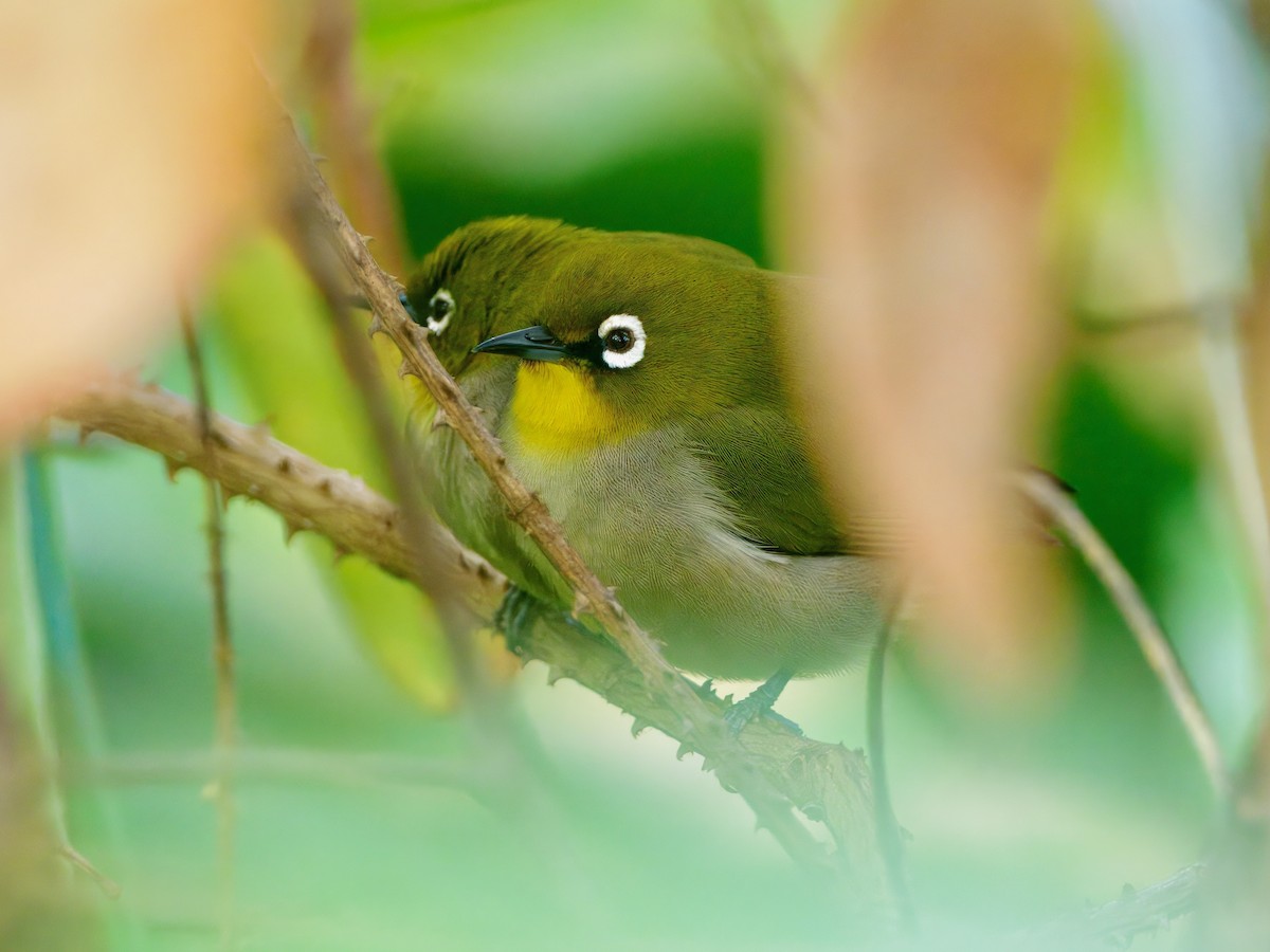 Malagasy White-eye - ML639625443