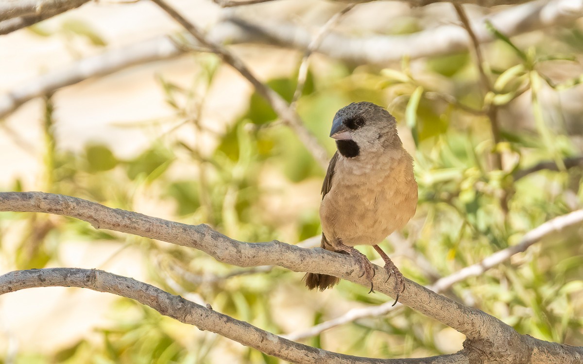 Madagascar Munia - ML639625446