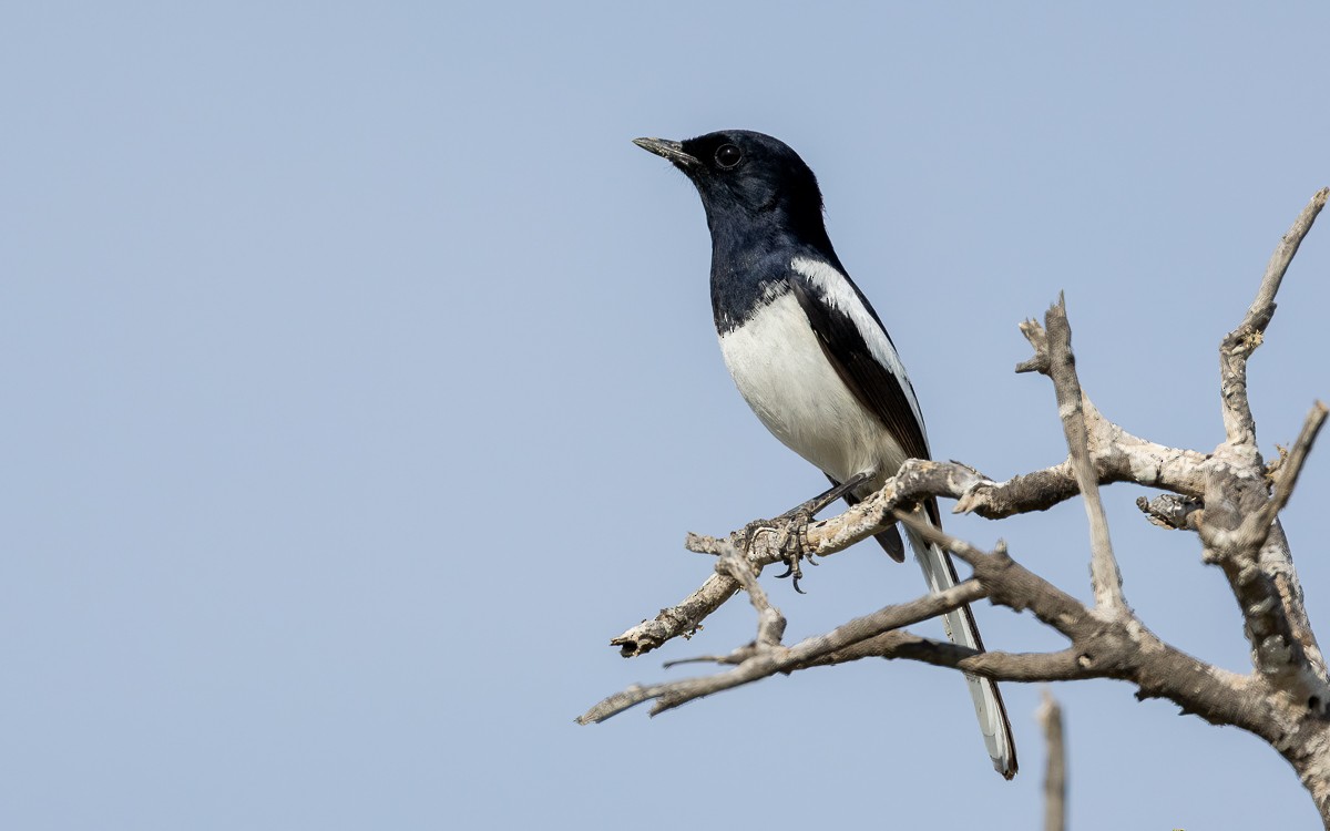 Madagascar Magpie-Robin (White-winged) - ML639625453