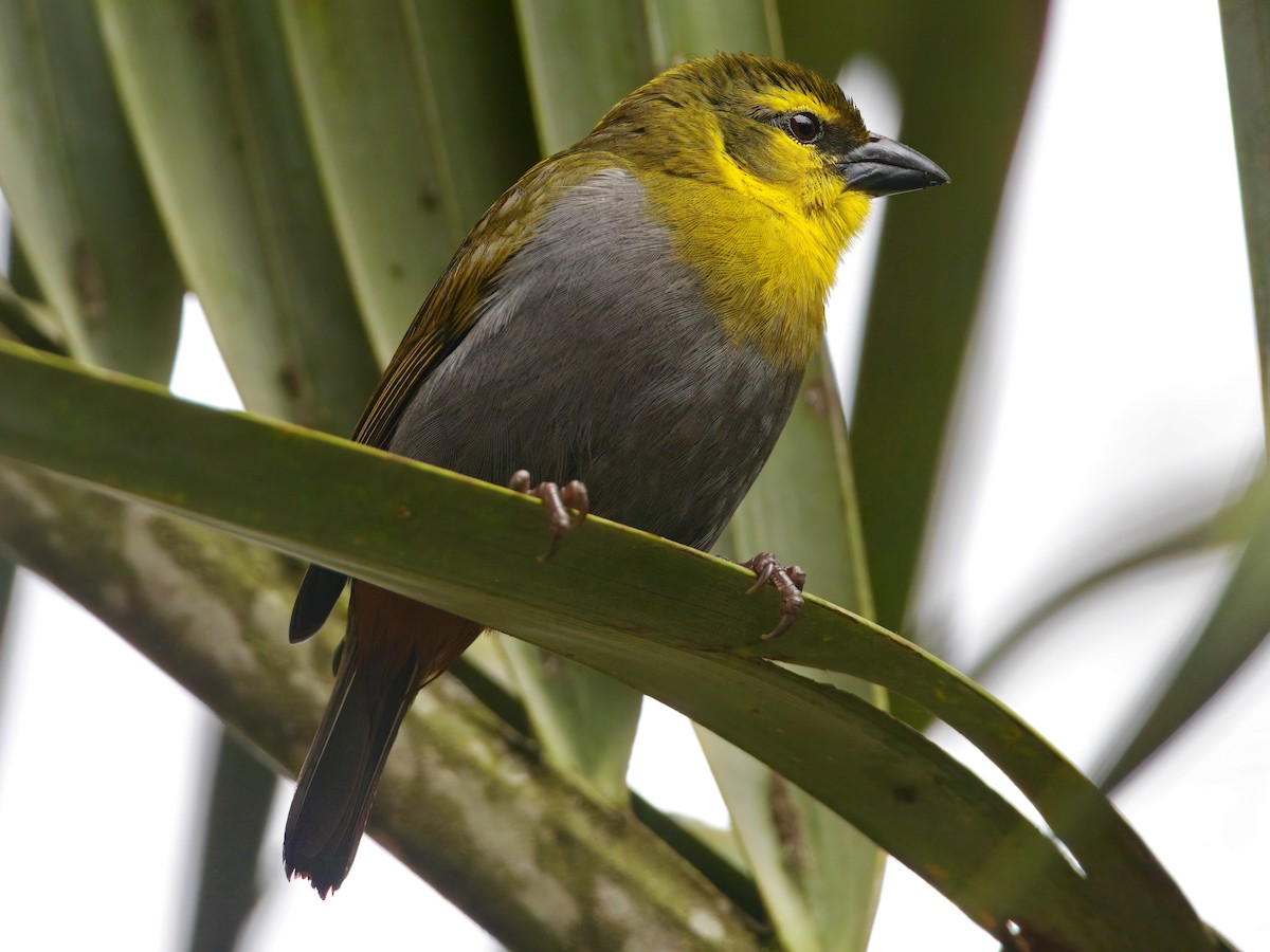 Nelikurvi Dokumacısı - ML639625465