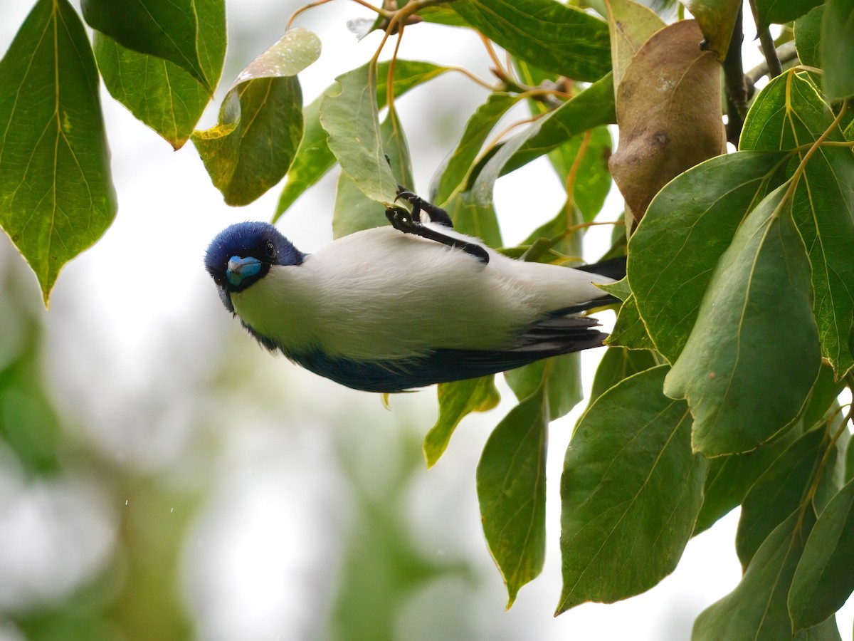 Madagascar Blue Vanga - ML639625496