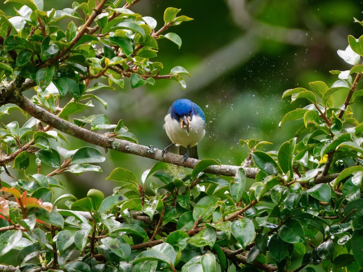 Madagascar Blue Vanga - ML639625516