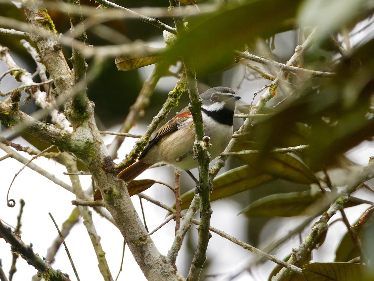 Red-tailed Vanga - ML639625558