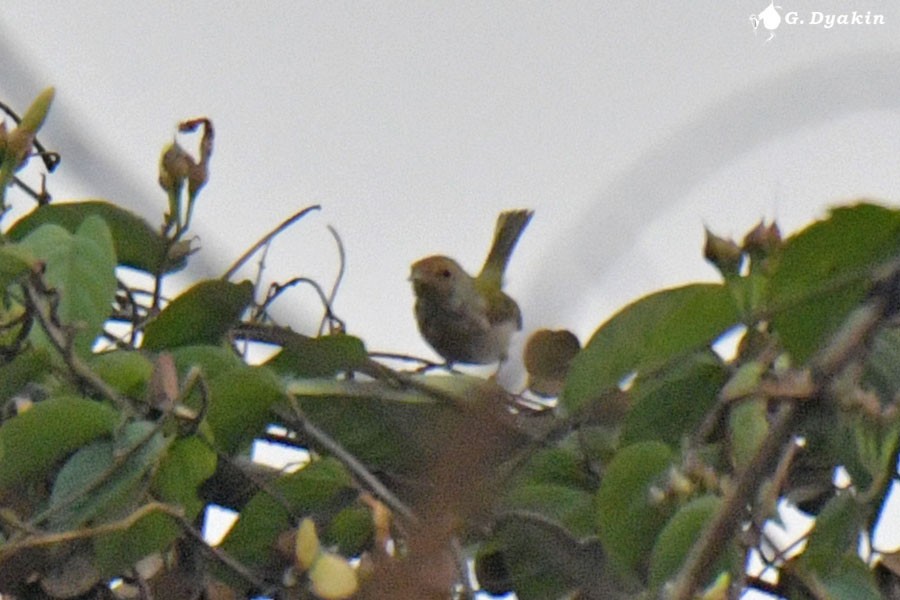 Common Tailorbird - ML639625572