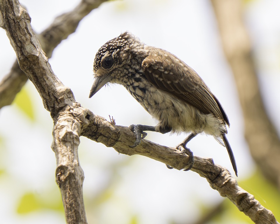 datlíček vločkatý - ML639625585