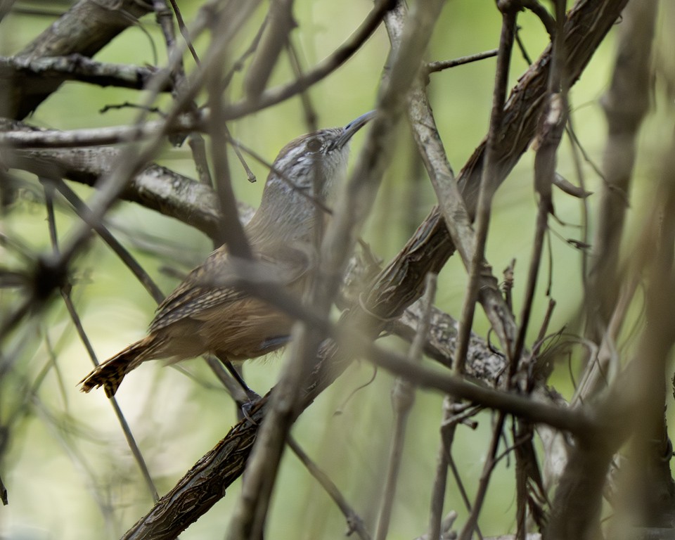 střízlík bolivijský - ML639625599
