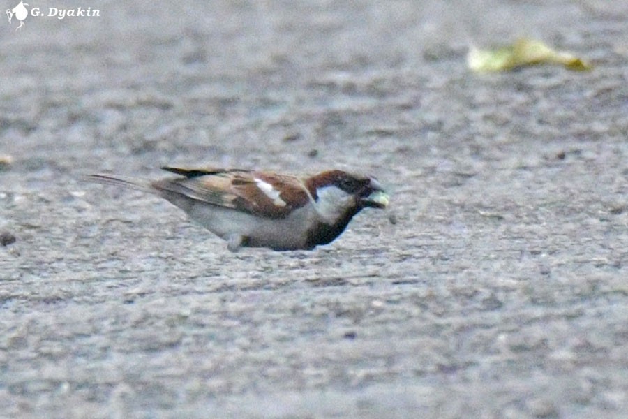 House Sparrow - ML639625613
